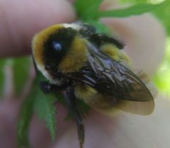 Bombus distinguendus