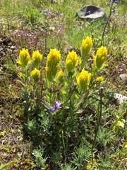Castilleja levisecta