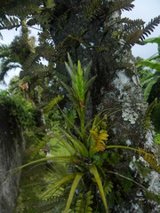 Tillandsia polystachia