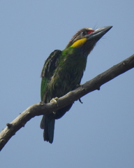 Psilopogon chrysopogon