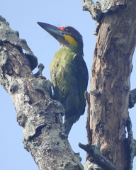 Psilopogon chrysopogon
