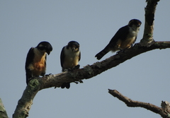 Microhierax fringillarius