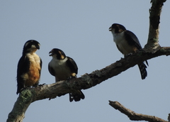 Microhierax fringillarius