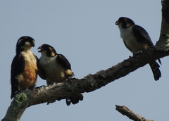 Microhierax fringillarius
