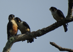 Microhierax fringillarius