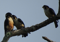 Microhierax fringillarius