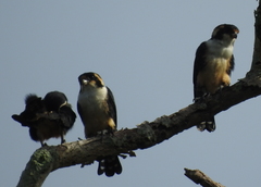 Microhierax fringillarius