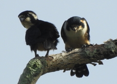 Microhierax fringillarius