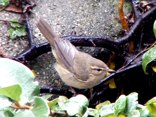 Dusky Warbler
