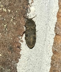 Agrypnus rectangularis