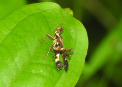 Chorotypidae