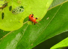 Lamprolabus bispinosus