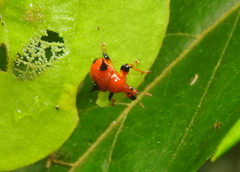 Lamprolabus bispinosus