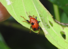 Lamprolabus bispinosus