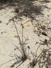Tournefortia hartwegiana