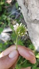 Trifolium wormskioldii