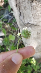 Trifolium wormskioldii