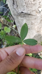 Trifolium wormskioldii