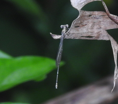 Prodasineura autumnalis