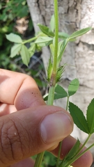 Trifolium wormskioldii