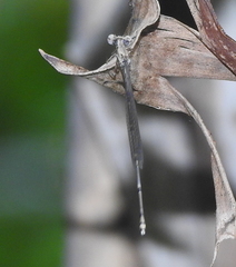 Prodasineura autumnalis