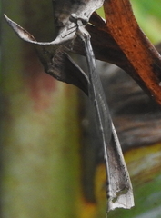 Prodasineura autumnalis