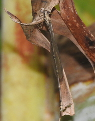 Prodasineura autumnalis