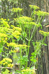 Pastinaca sativa sativa