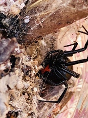 Latrodectus hesperus