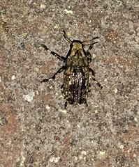 Euparius