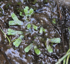 Marchantia macropora