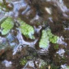 Marchantia macropora