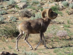 Ovis ammon