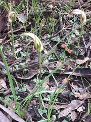 Pterostylis ampliata