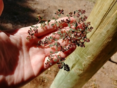 Euphorbia inaequilatera