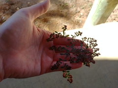 Euphorbia inaequilatera