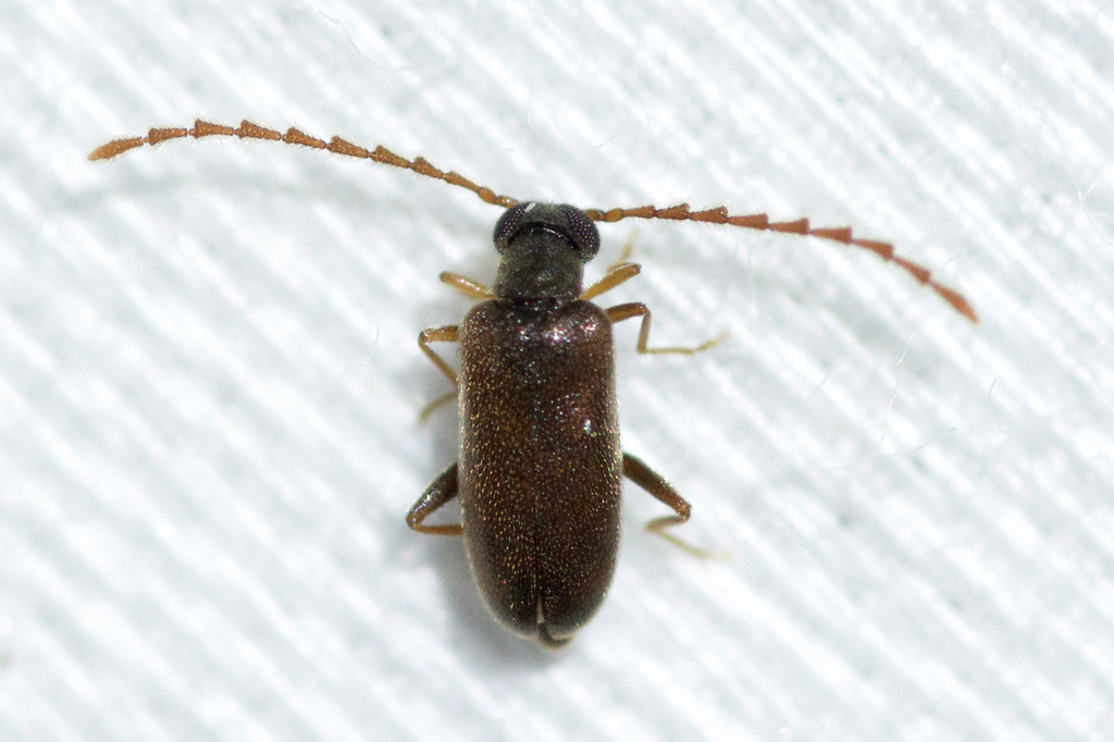 Euglenes pygmaeus