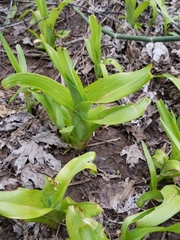Hemerocallis fulva