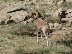Ovis ammon
