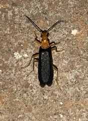 Podabrus fayi