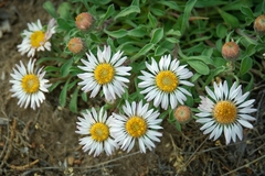 Townsendia florifera