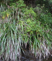 Machaerina sinclairii