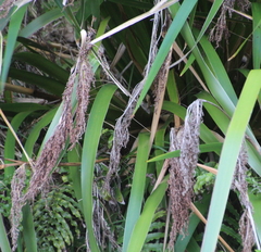 Machaerina sinclairii