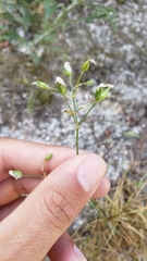 Eremogone cliftonii
