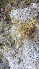 Eremogone cliftonii