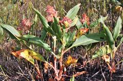 Rumex venosus