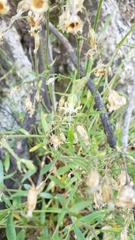 Silene lemmonii