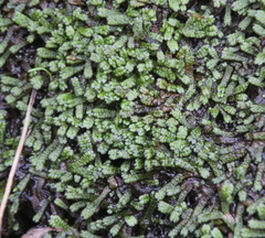 Marchantia macropora