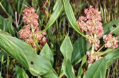 Rumex venosus