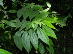 Boehmeria ramiflora